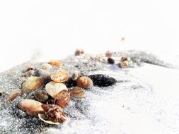 tiny seashells by the sea