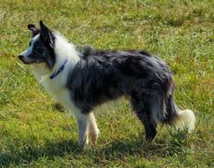 border collie, alert herding dog on meadow