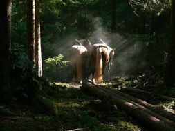 two haflinger horses droving logs in forest