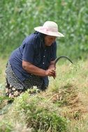 peasant romania work