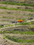 Riding tractor in a vineyards