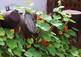 old sieve and pitcher on a green fence