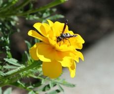 wasp on a yellow calendula flower