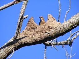 rufous hornero bird in nest on tree trunk at sky, argentina