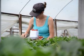 Girl working on a strawberry plantation
