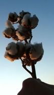 cotton harvest