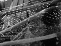 cobweb with dew drops, black and white