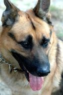 German Shepherd photo with tongue hanging out