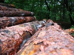 trees piled on top of each other in the forest