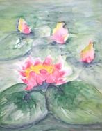 Picture of water lilies on a pond
