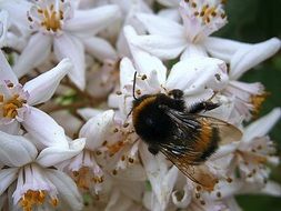 bumblebee on white flowers close-up