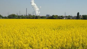 rapeseed field against the background of an industrial enterprise