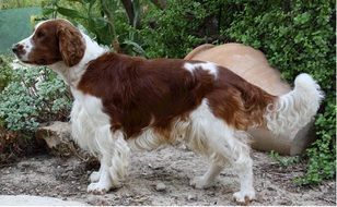 welsh springer spaniel dog