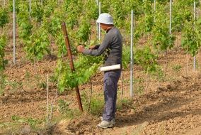 seasonal farm worker