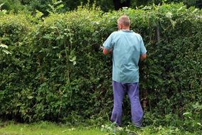 the gardener pruning a hedge