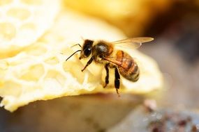bee on honeycombs