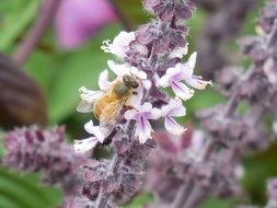honey bee nature insect lavender lilac flower nature