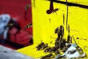 bees near the entrance to the hive