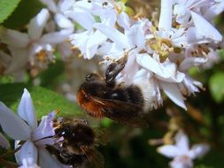 Large bumblebees on white flowers