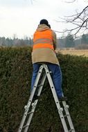 gardener on stairs over hedge