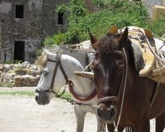 working horses