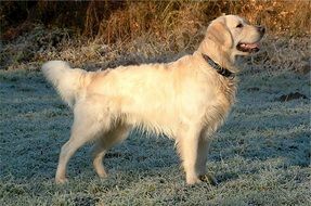 wet golden retriever on the lawn