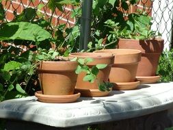 clay pots