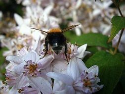 A huge bumblebee on white flowers