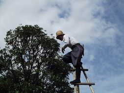 the gardener cuts the plum tree