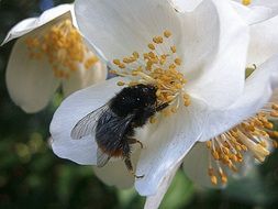 bumblebees on the flower
