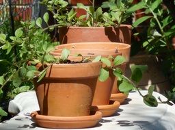 clay pots in the garden