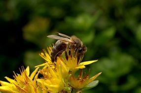 bee on yellow flowers close-up