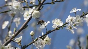 Plum flowers blossom