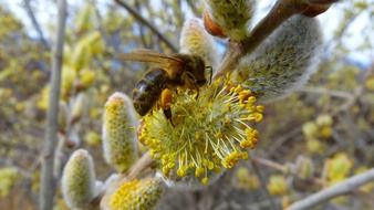 Bee on the yellow flower on the tree