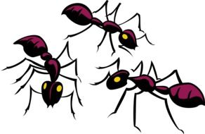 ants three insects drawing