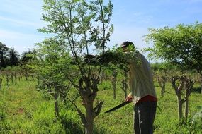 farmer is pruning trees