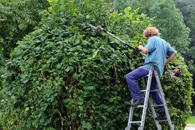 landscape gardener with trimmer