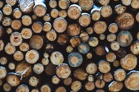 logs for the forest industry close-up
