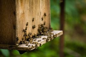 hive with honey bees