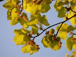 leaves Beech against the sky