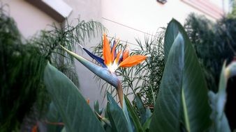 bloom of an exotic flower in the south