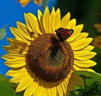 butterfly on a bright yellow sunflower on a sunny day