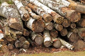 felled logs stacked on top of each other