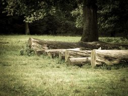 Tree on the meadow in the forest