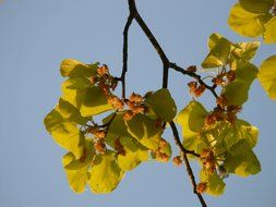 leaves and blossoms beech against the sky