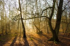 Autumn morning forest