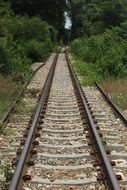 railway among interwoven green trees