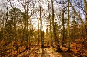 Hiking in the forest in autumn