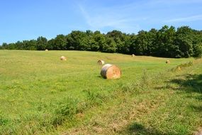hay bales on a green field on a sunny day