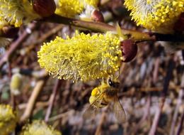 bee on a flower willow